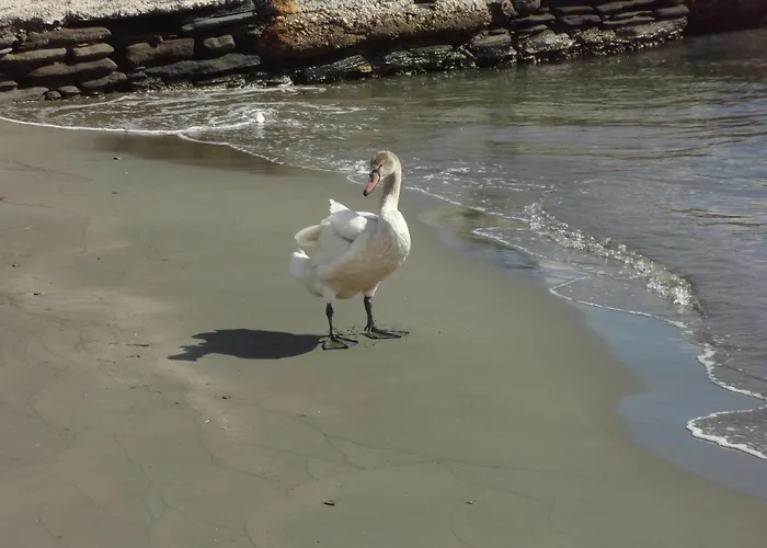 In Front Of The Beach. * Chones